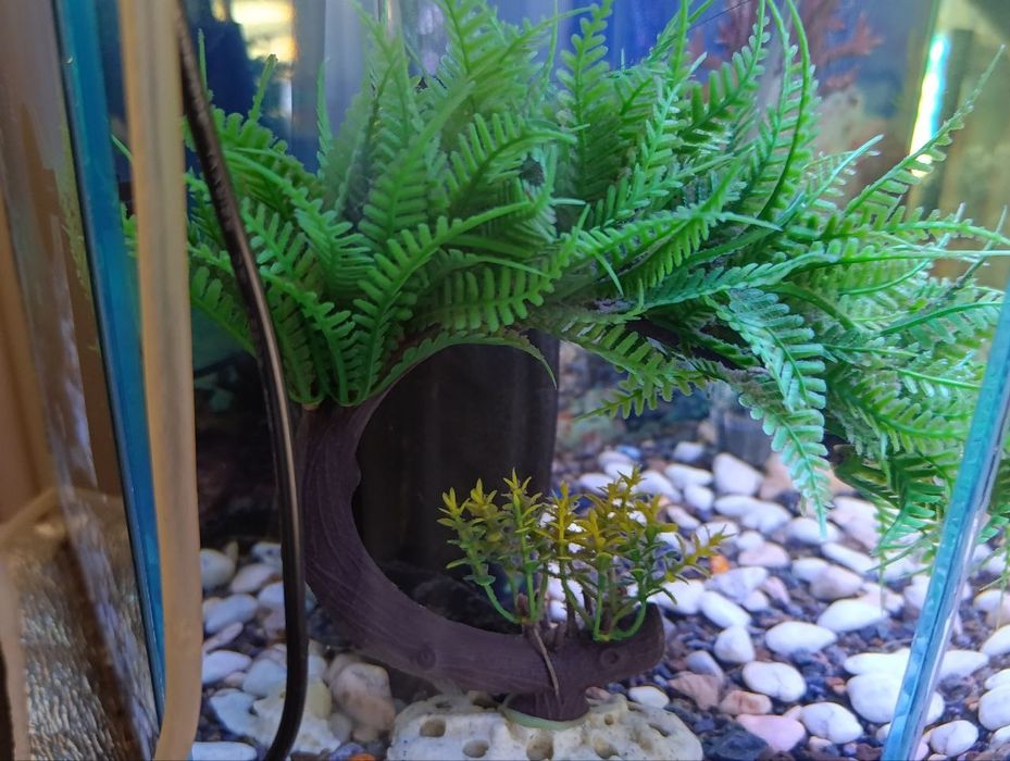 Akvarium Sifatli