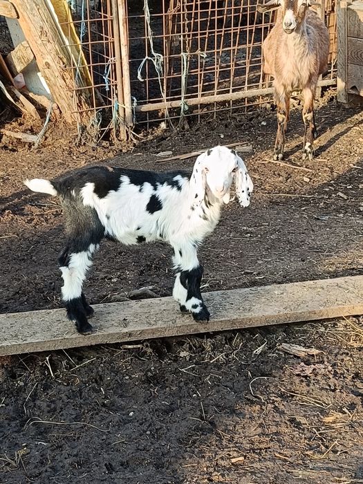 Capre atent selecționate