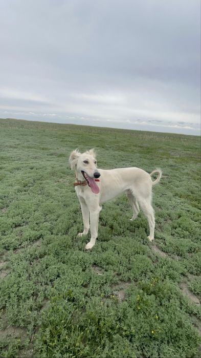 құмай тазы арлан.