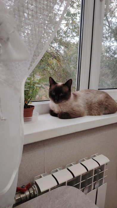 Пристраивается котик