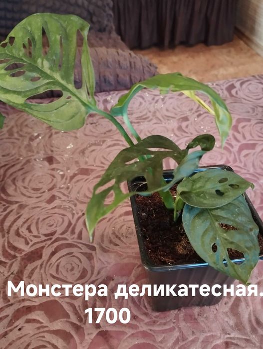 Продам комнатные растения