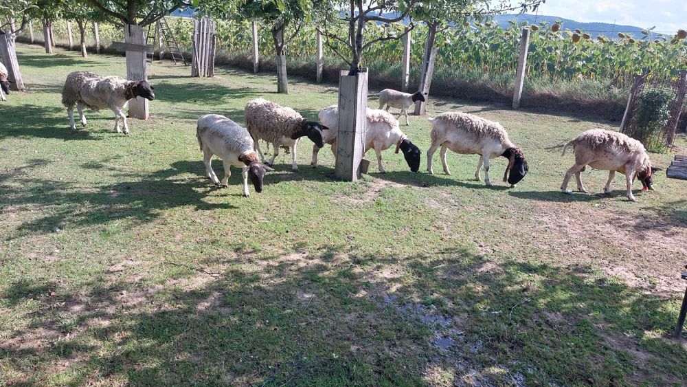 oi, mielute si berbeci dorper