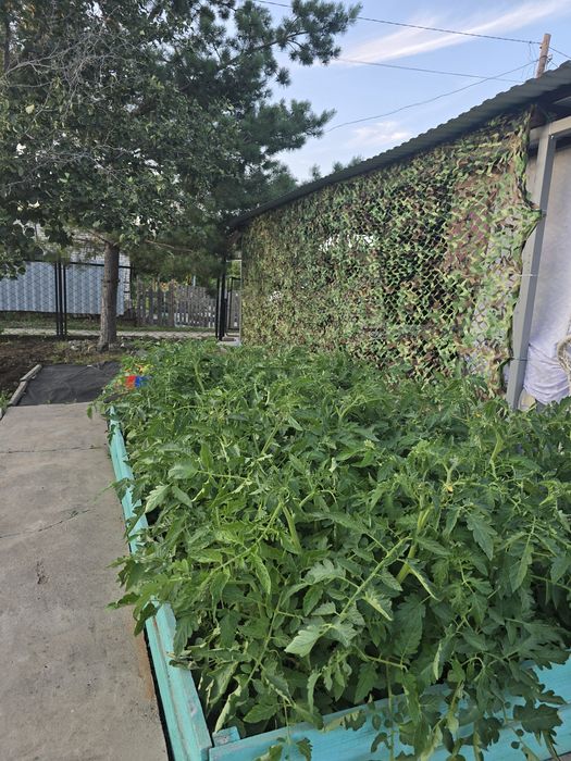 Продам дачу Телецентр Вишенка-3, 6 соток