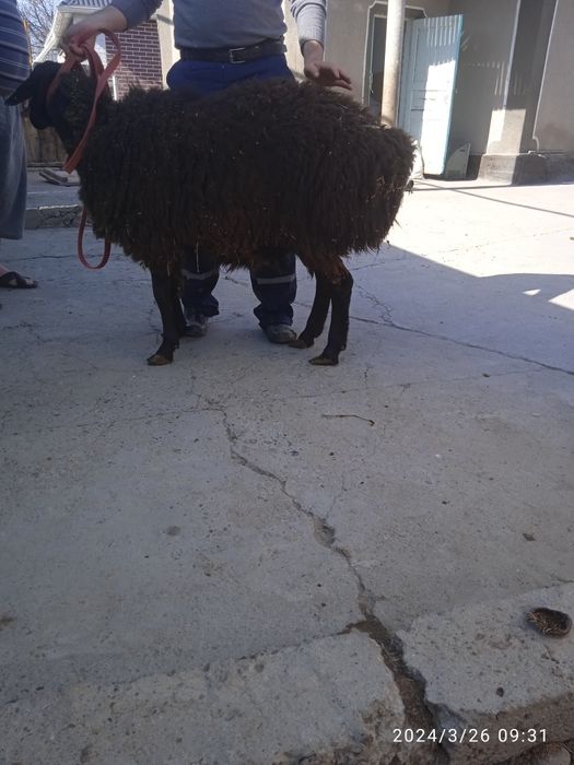 Продам кочкара 1год