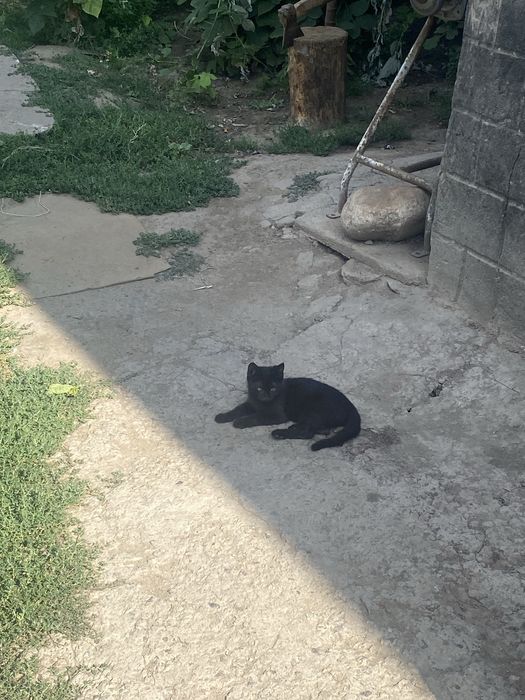 Отдам Котят в добрые руки