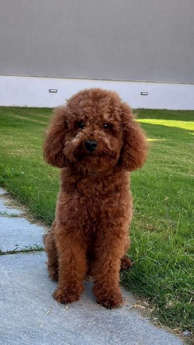 Продавам мини пудели