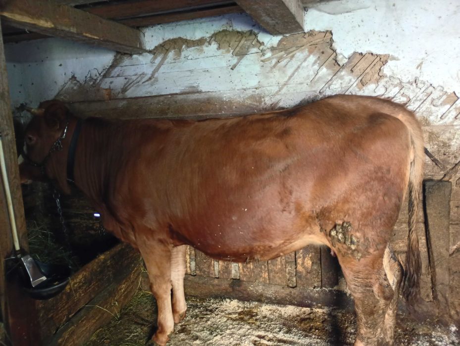 Vând junincă gestantă