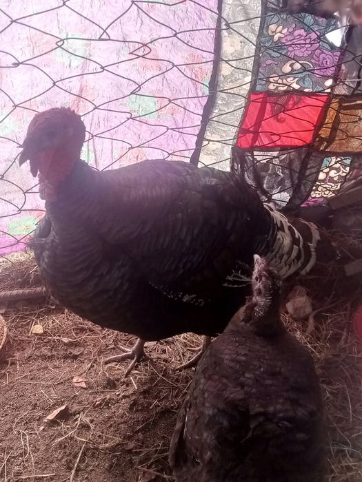 Erkak induklar sotiladi manzil surxondaryo viloyati Sariosiyo tumani