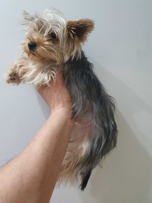 Мини йорки   3 женски