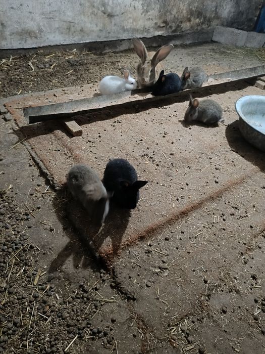 Крольчата на продажу