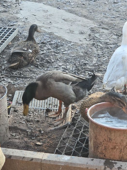 Vand ratoi de rate indiene