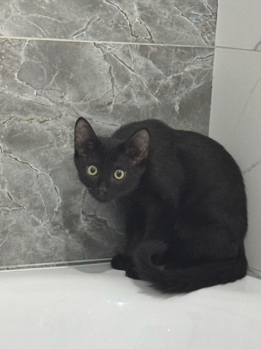 Отдам котенка в добрые руки