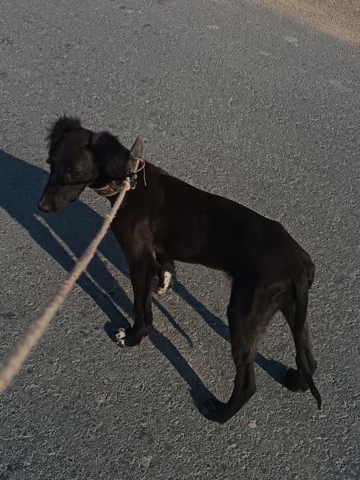 Тазы кушык сатылады