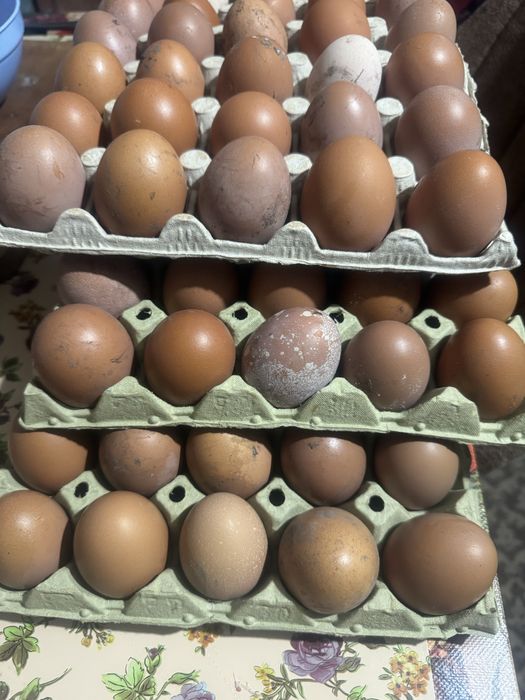 Vand oua de tara naturale