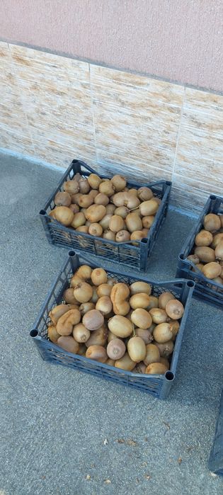 Българско       Киви