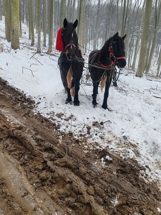 Cai de vanzare se vand inhamati