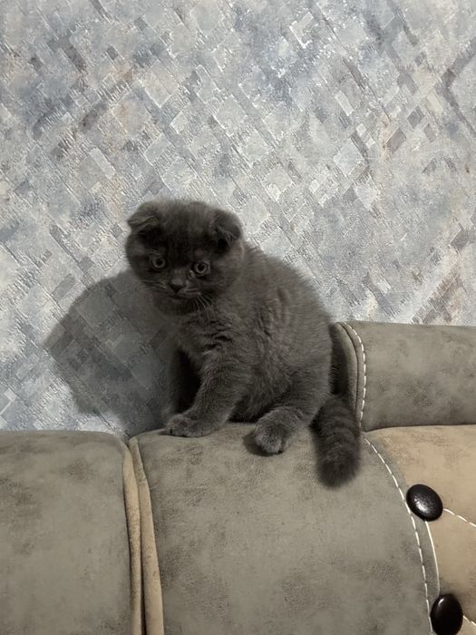 Продам котят