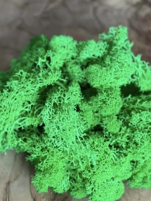 Мох стабилизированный для поделок 100 г