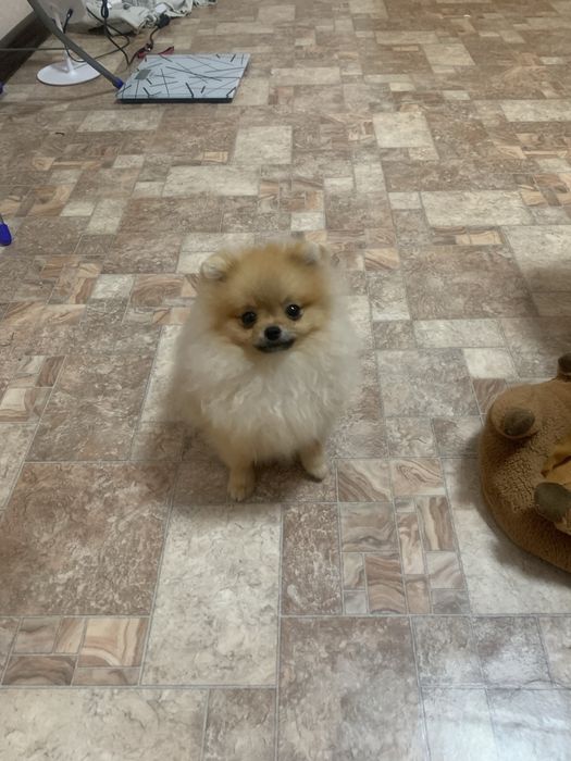 Померанский Мини шпиц