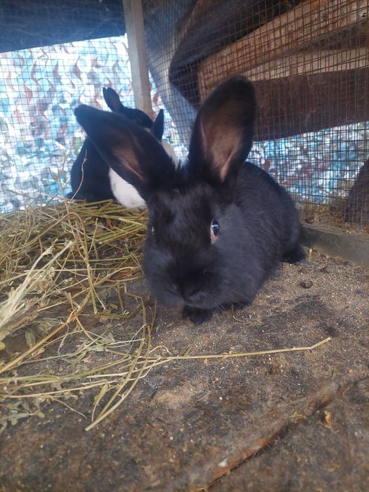 Кролики самцы возраст от 2-3 месяцев