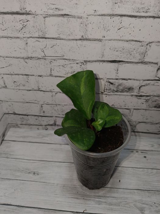 Продам сортовые фикусы