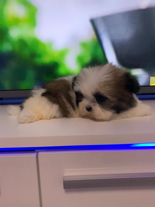Shih tzu mini toy tricolor fetita