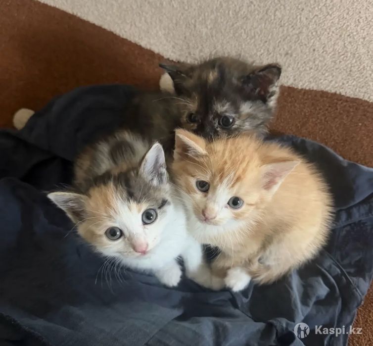 Отдам котят в добрые руки!