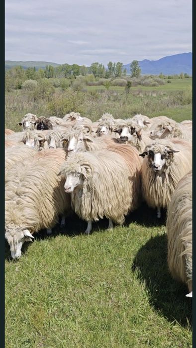 Vând 50 de oi băle