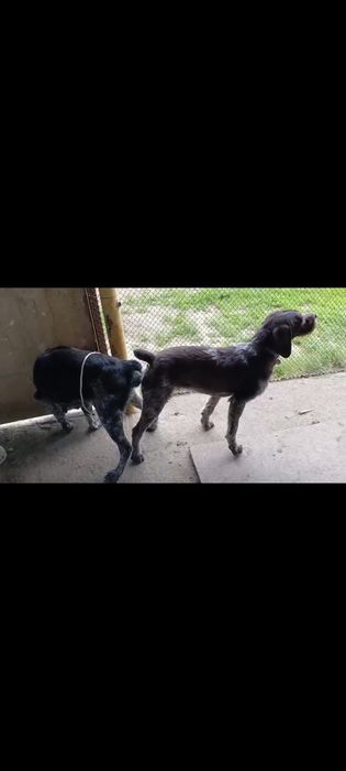 Дратхар күшіктері сатылады