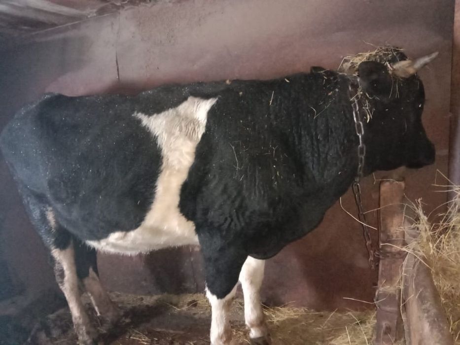 Продам молодняк крс