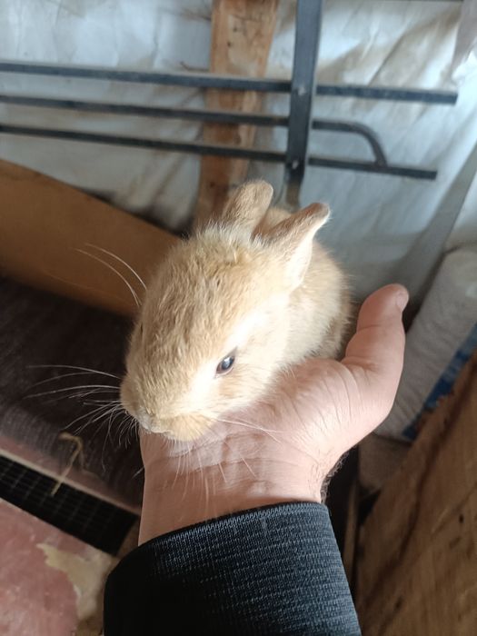 Quyon bolalari sotiladi