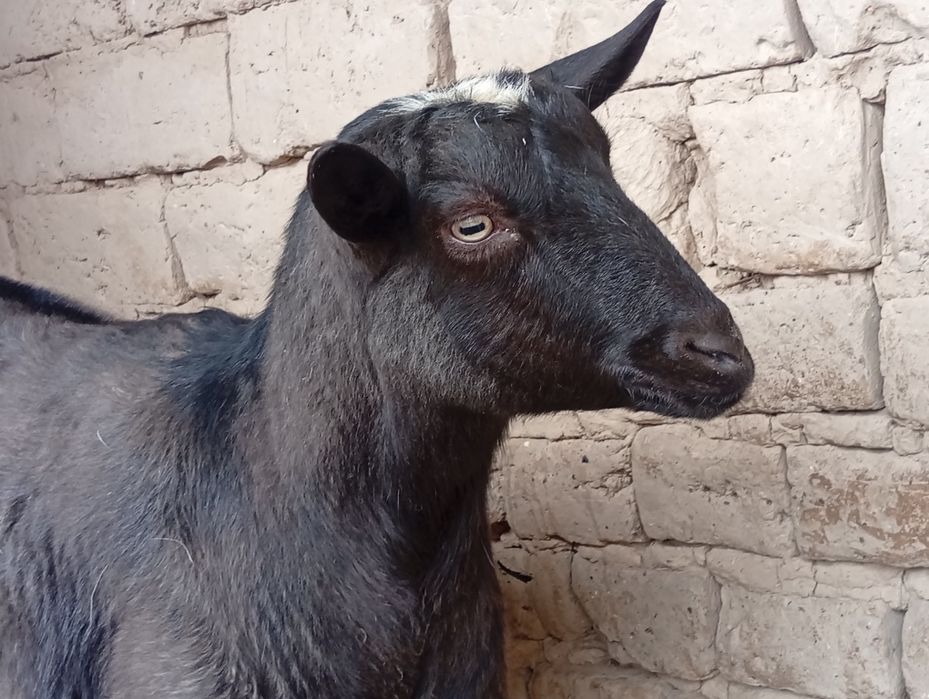 Алпиниски шыбыш сатылады