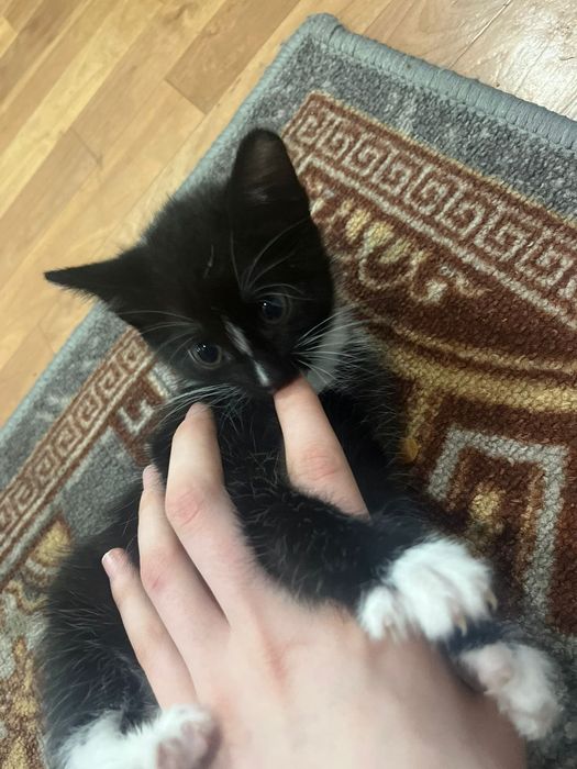 Отдам котят в добрые руки