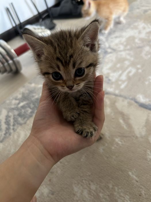 Продается котенок (девочка)