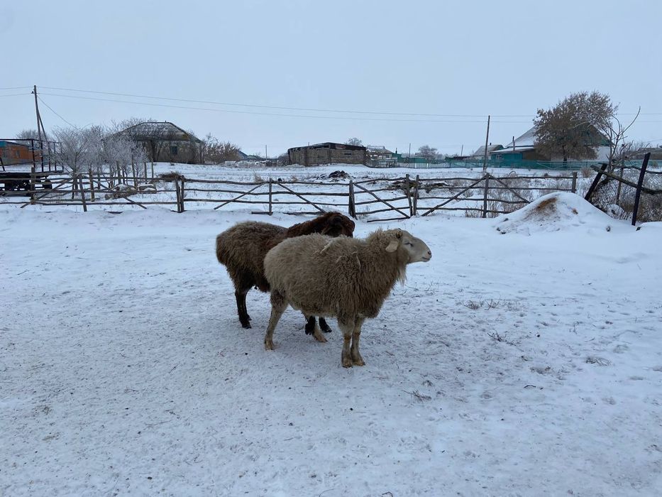 Продаю кошкарика