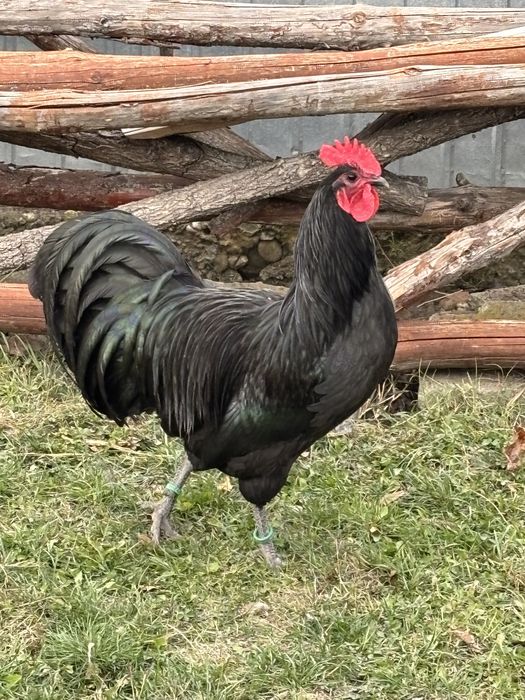 Cocosi Australorp