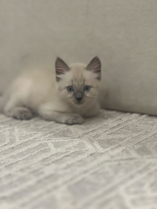 Шотландский котенок