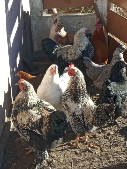 Петух Брама 10000