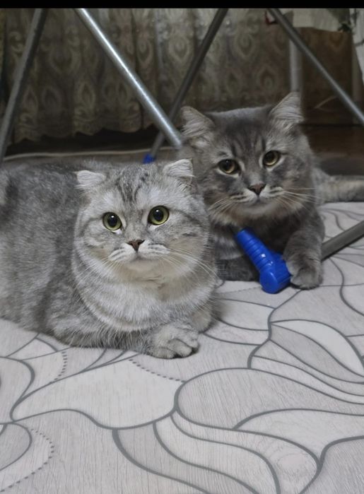 Продам котят 25000