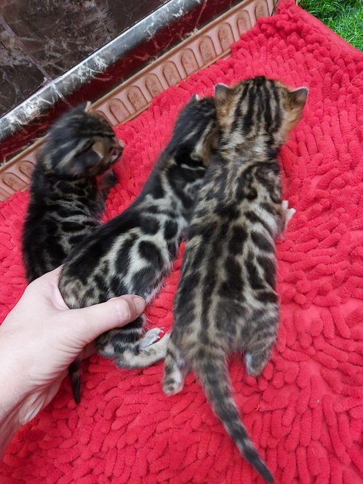 VIP КОТЯТА- Бенгальские!