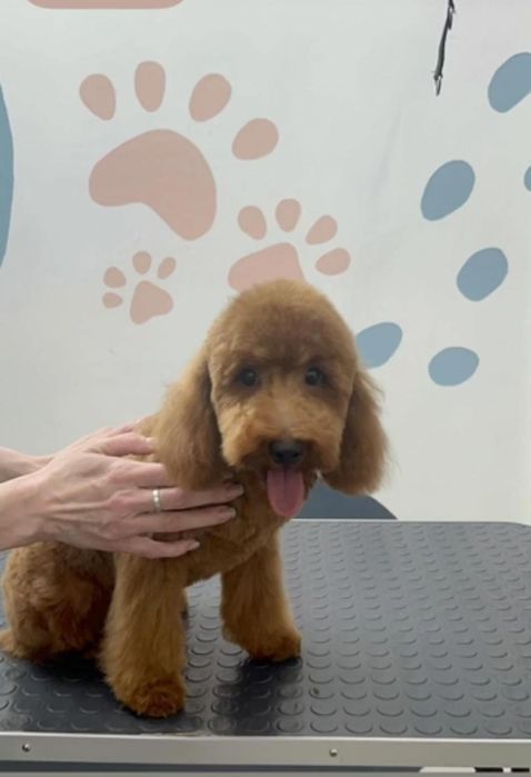 Вязка Той Пудель