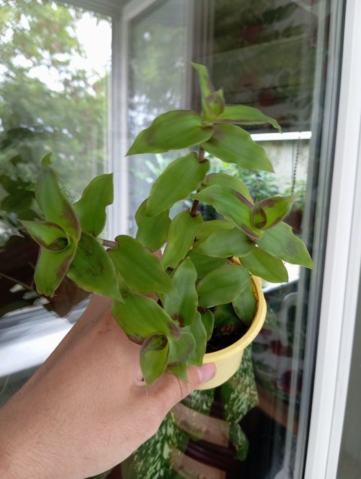 Комнатные  цветы