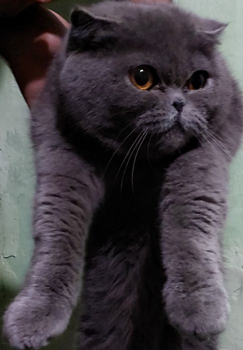 Mushuk sotiladi zotli