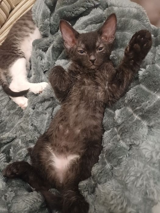 Катята канадский  сфинкс  браш