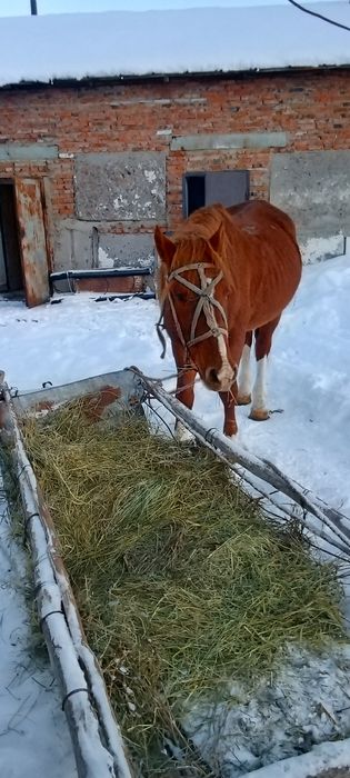 Меняю жеребца на Кобылу