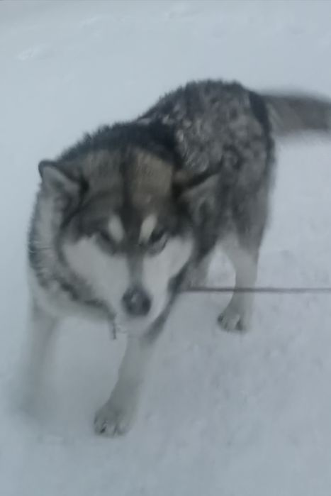 Аляскинский маламут