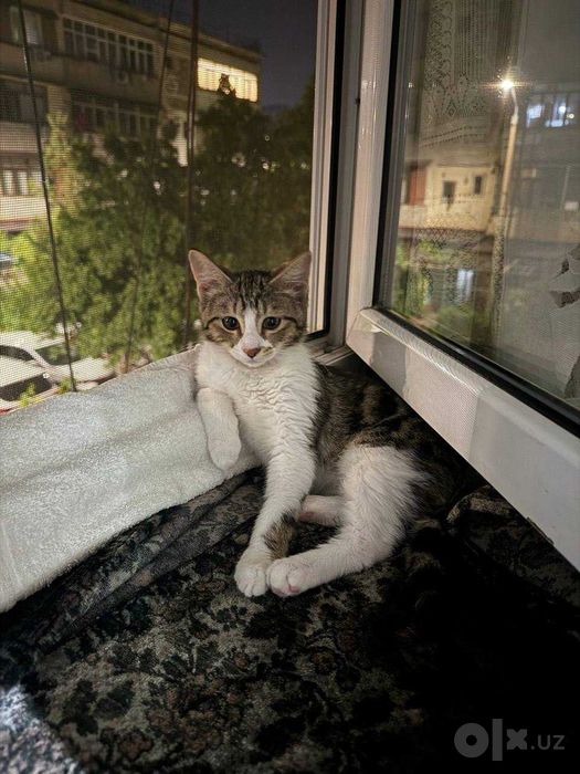 Пропала кошечка Мия