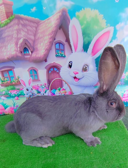 Iepuri de rasa Uriaș German Galben și Albastru