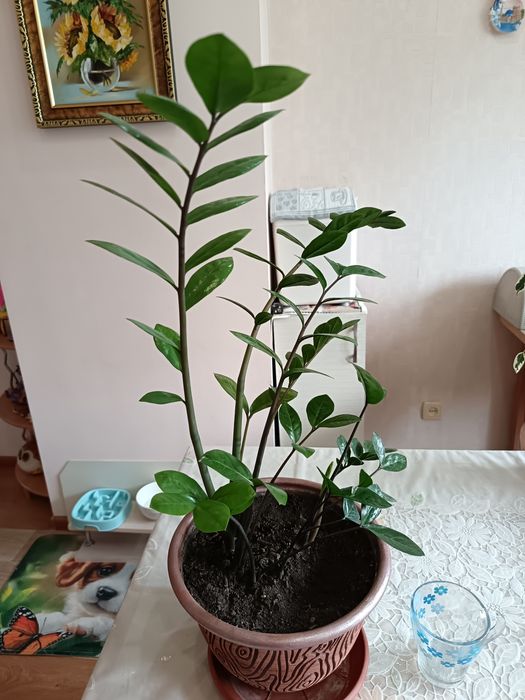 Зомиокулькас молодой. Цветы