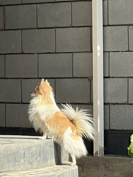 Вязка немецкий шпиц для мальчика